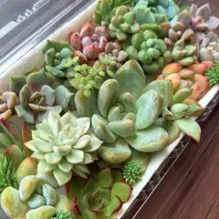 NEW❗️【レア種】紫姫　女雛錦　大苗入り多肉植物詰め合わせ　カット苗多肉弁当❣️