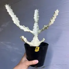 コア ホワイトゴースト 抜き苗 24本 コア ホワイトゴースト 抜き苗 24本 ホワイトゴースト 観葉植物