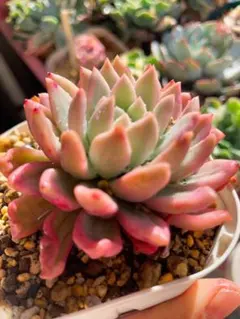 2026年最新】多肉 錦の人気アイテム - メルカリ