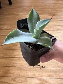 実生　ポタトラム