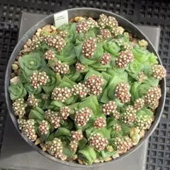 SORA♡今は購入専門です❤︎様 リクエスト 4点 まとめ商品