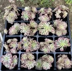 新入荷　超レア新品種　アエオニウム　マリンニンフ錦(群生)　法師錦　(超大品) 2025年最新】錦 アエオニウムの人気アイテム - メルカリ