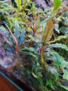 ハムちゃま様 リクエスト 2点 まとめ商品