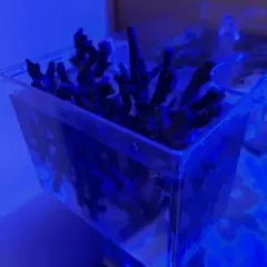 2026年最新】ライブロック 海水魚の人気アイテム - メルカリ
