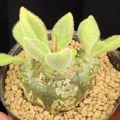 パキポ風！　チレコドン　レウコスリクス　多肉植物　塊根植物　実生のサムネイル