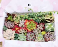 15.多肉植物　カット苗詰め合わせ　寄せ植えセット
