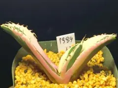 多肉植物　アガベ　チタノタ　スナグルトゥース　1889