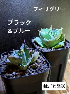 Top【選抜株】多肉植物265348グリーノビア エッグ105個 プラグトレー苗
