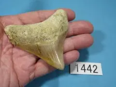 ☆加藤様専用☆【超レア】メドトロニック メダル メダリオン【旧ロゴ