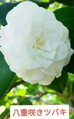 2026年最新】バラ挿し穂 セットの人気アイテム - メルカリ