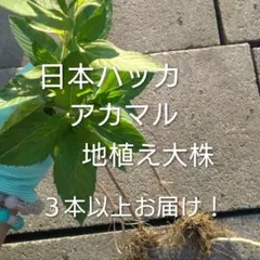 2026年最新】ハッカ 苗の人気アイテム - メルカリ