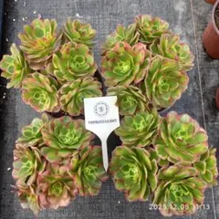 メル84991様 リクエスト 4点 まとめ商品