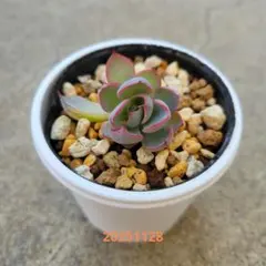 2025年最新】龍鱗蓮華の人気アイテム - メルカリ