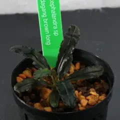 Bucephalandra sp. Kedagang【ID便】抜き苗 - メルカリ