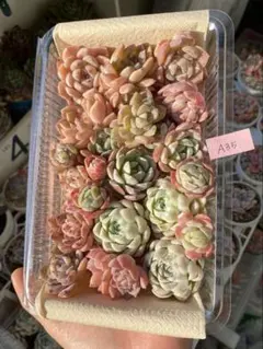 ❣️20苗 ヒューミリス 特盛りパック❣️A35 多肉 韓国苗 カット苗 寄せ植え