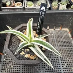 アガベ Agave victoria-reginae 冰山White Rhinoのサムネイル