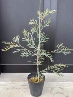 2026年最新】グレビレア ドーンパープルの人気アイテム - メルカリ