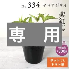 s.woods様専用 【ポットごとヤマト便320】ヤマアジサイ 幼苗 2点
