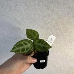 アンスリウム　(Pink Lemonade✖️Hu bor )✖️ドラヤキのサムネイル