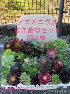 2026年最新】アエオニウム ビックバンの人気アイテム - メルカリ