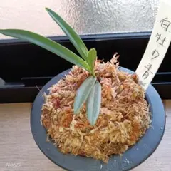 富貴蘭　白牡丹の青