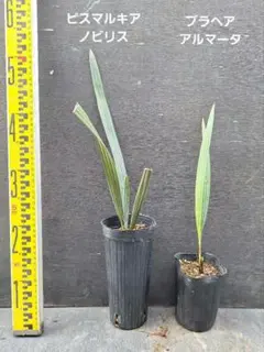 【現品】ブラヘア・アルマータ　９号　ＫＳ８番 現品】ブラヘア・アルマータ 9号 BY26番 現品】ブラヘア