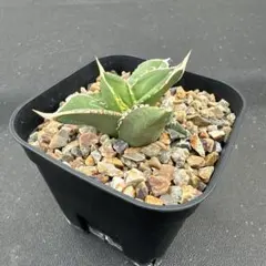 coco様専用　追加分