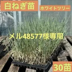 メル48577様 リクエスト 4点 まとめ商品