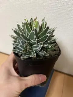 2026年最新】アガベ姫笹の雪の人気アイテム - メルカリ