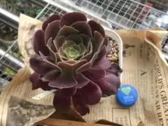 緑カシミヤバイオレット 黒法師 全部抜き 多肉植物 - メルカリ