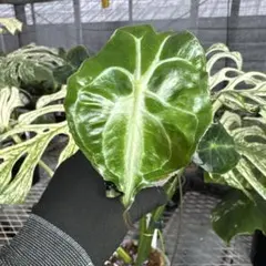 アロカシア ヴェノム Alocasia 'Venom' 管理番号s292 - メルカリ