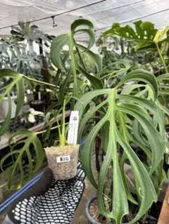 モンステラ デリシオーサ バールマルクスフレーム メルカリ便 モンステラ バールマルクスフレーム大株 - メルカリ