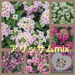 ヒコしろ様 リクエスト 3点 まとめ商品