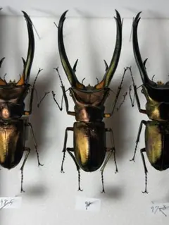 【クワガタ野外標本】Cyclommatus elaphus 98mm クワガタ野外標本】Cyclommatus elaphus 98mm - メルカリ