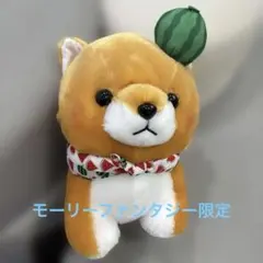 まるたま豆しば三兄弟サマー豆太郎JBサイズ新品タグ付き