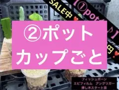 ②ポット カップごとのサムネイル