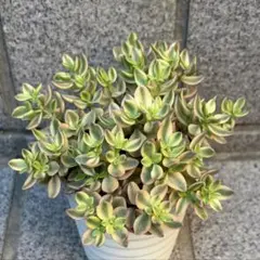 多肉植物^o^ 熊童子錦 白斑 - メルカリ