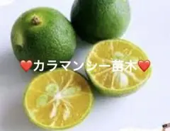 ①もりもり大きめ‼️葉っぱも青々‼️✨お花も咲きます✨《カラマンシー》✨抜き苗✨のサムネイル