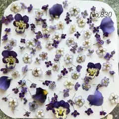 No,830 特小小花ミックス　ドライフラワー花材