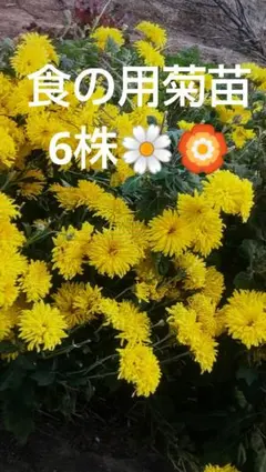 ウィンターコスモス抜き苗5本 - メルカリ