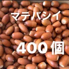 マテバシイ＆スダジイどんぐり★500個《煮沸消毒済み》