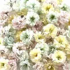 【24】 かすみ草ドライフラワー 春の訪れカラー