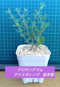 PONTA様 リクエスト 2点 まとめ商品