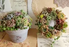 多肉植物 ♡そのまま飾れる寄せ植え♡3点セット♬.*゜ - メルカリ