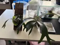 ビカクシダの枯れ苗からイチゴが奇跡的に生えてきた鉢植え 観葉植物 苺