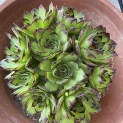 アエオニウム 蛍火粉黛花颜カット苗20頭（群生株） アエオニウム 蛍火粉黛花颜カット苗20頭（群生株） アエオニウム 蛍火