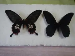 まる様 リクエスト 2点 まとめ商品