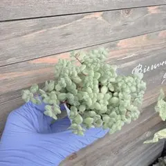 ブロウメアナ　多肉植物 セダム