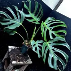 モンステラデリシオーサマクロコズム超希少系統鉢植え85㎝ - メルカリ