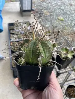 ブラックバリダ×スーパーバリダ　親株　子株付　① スーパーブラックバリダ 多肉植物 - メルカリ